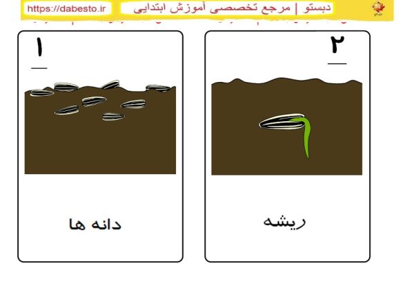 فلش کارت مراحل رشد تخم آفتابگردان علوم دوم ابتدایی